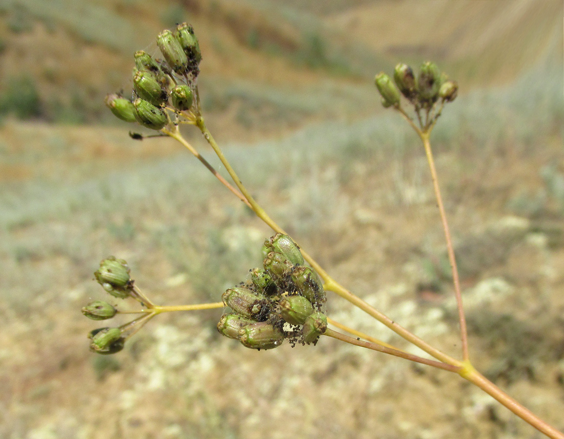 Изображение особи Ferula caspica.