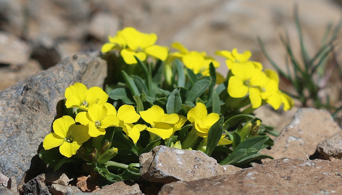 Image of Erysimum gelidum specimen.