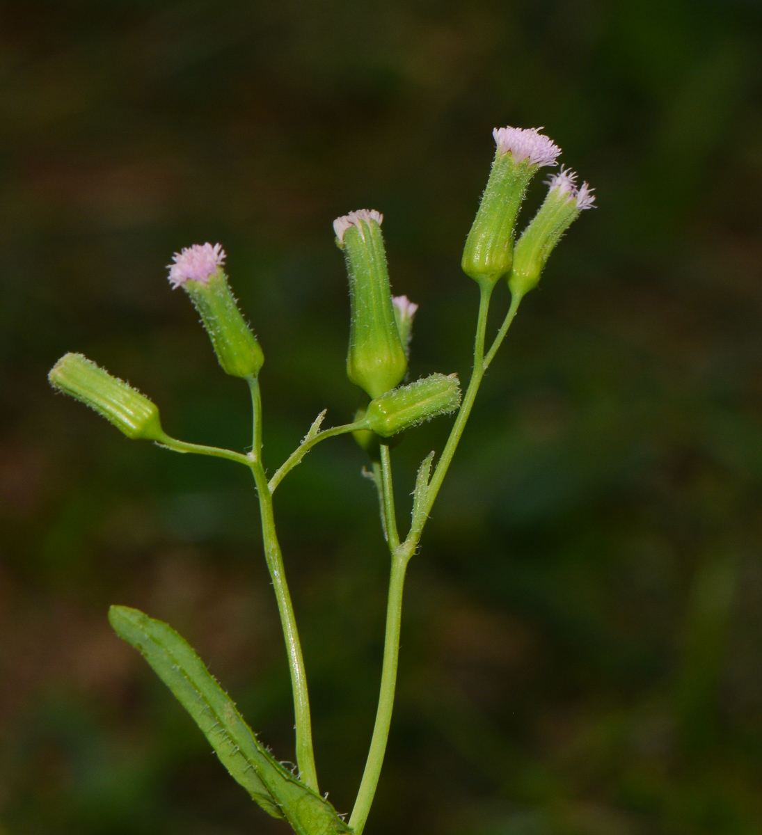 Image of Emilia sonchifolia specimen.