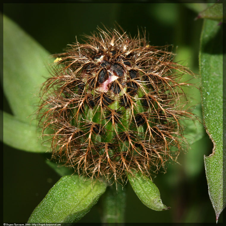 Image of Centaurea pseudophrygia specimen.