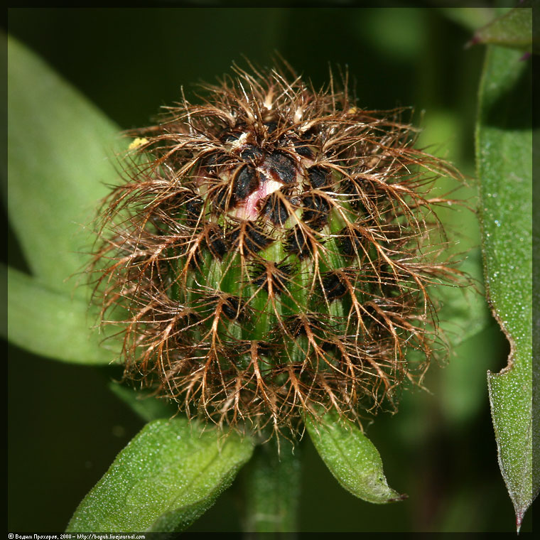 Изображение особи Centaurea pseudophrygia.