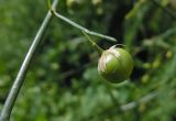 Asparagus officinalis