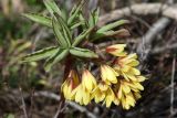 Gymnospermium alberti
