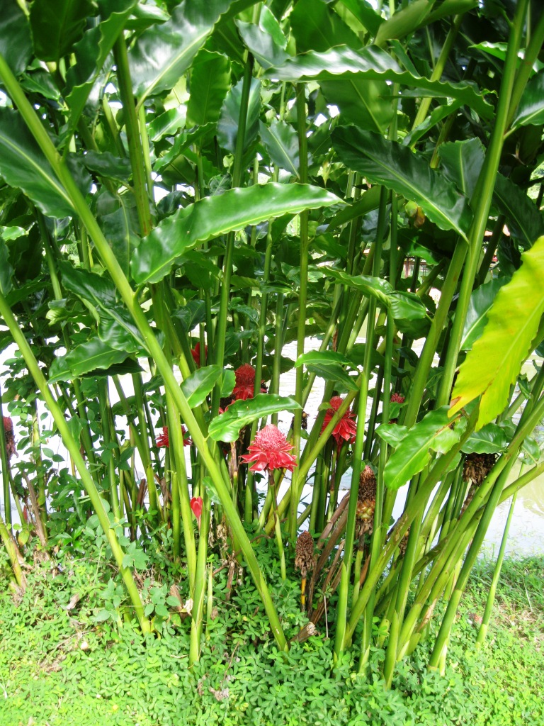 Image of Etlingera elatior specimen.