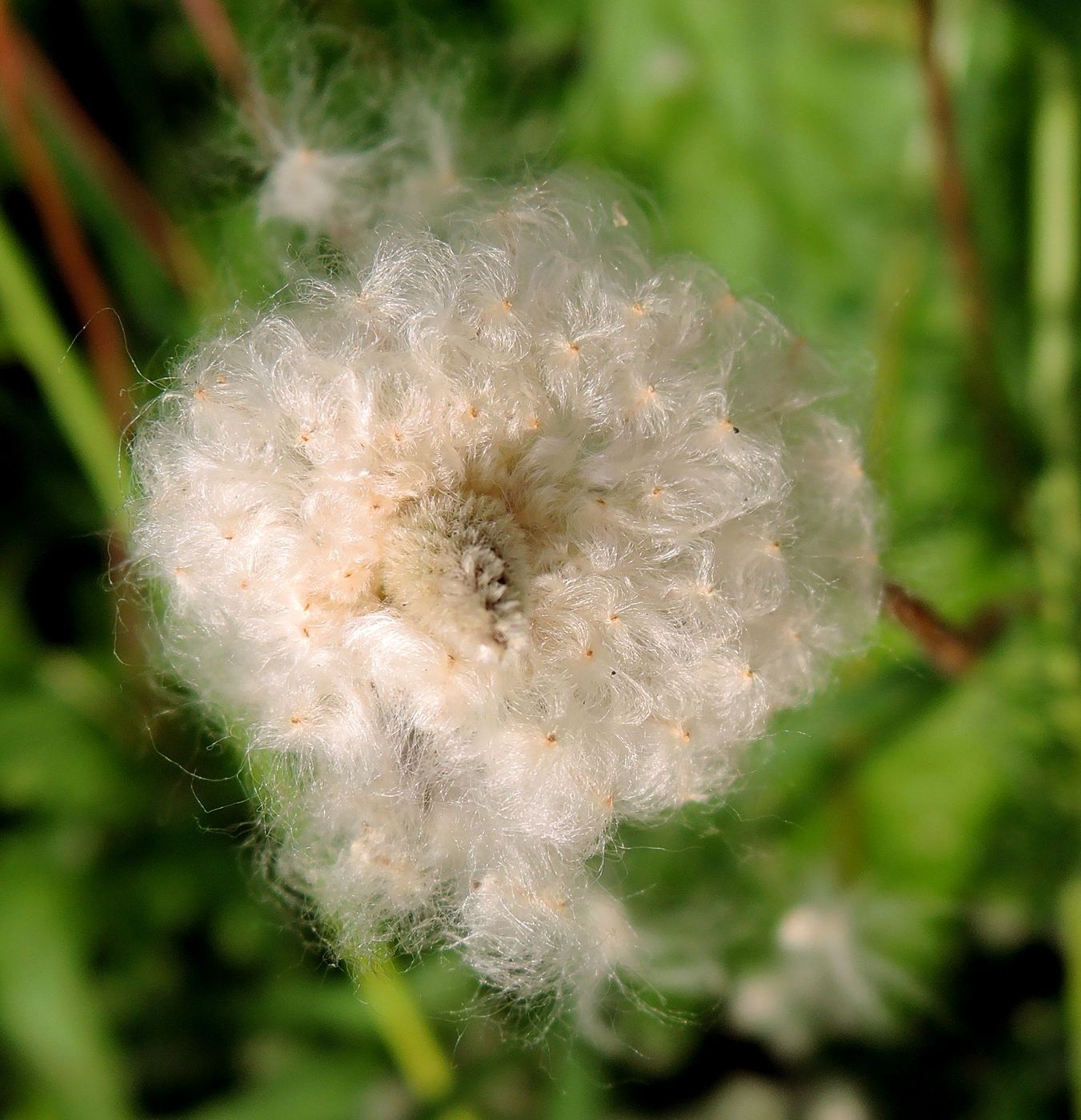 Изображение особи Anemone sylvestris.