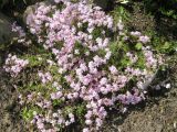 Phlox subulata. Цветущее растение. Волгоград, Региональный Ботсад на Красном, в культуре. 15.05.2015.