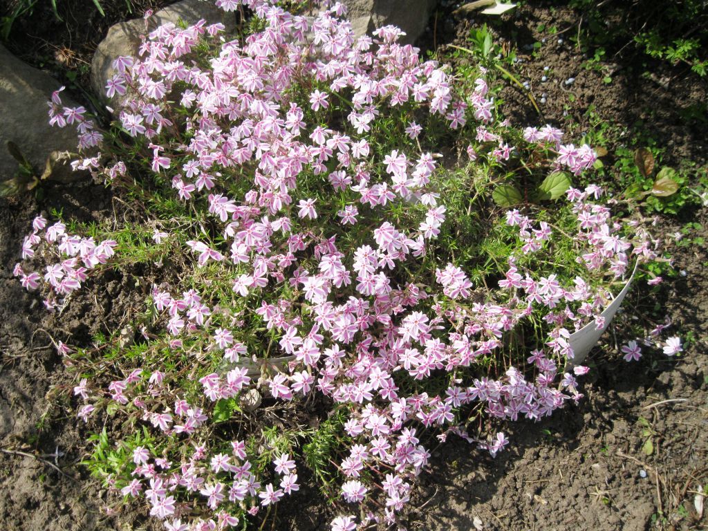 Image of Phlox subulata specimen.