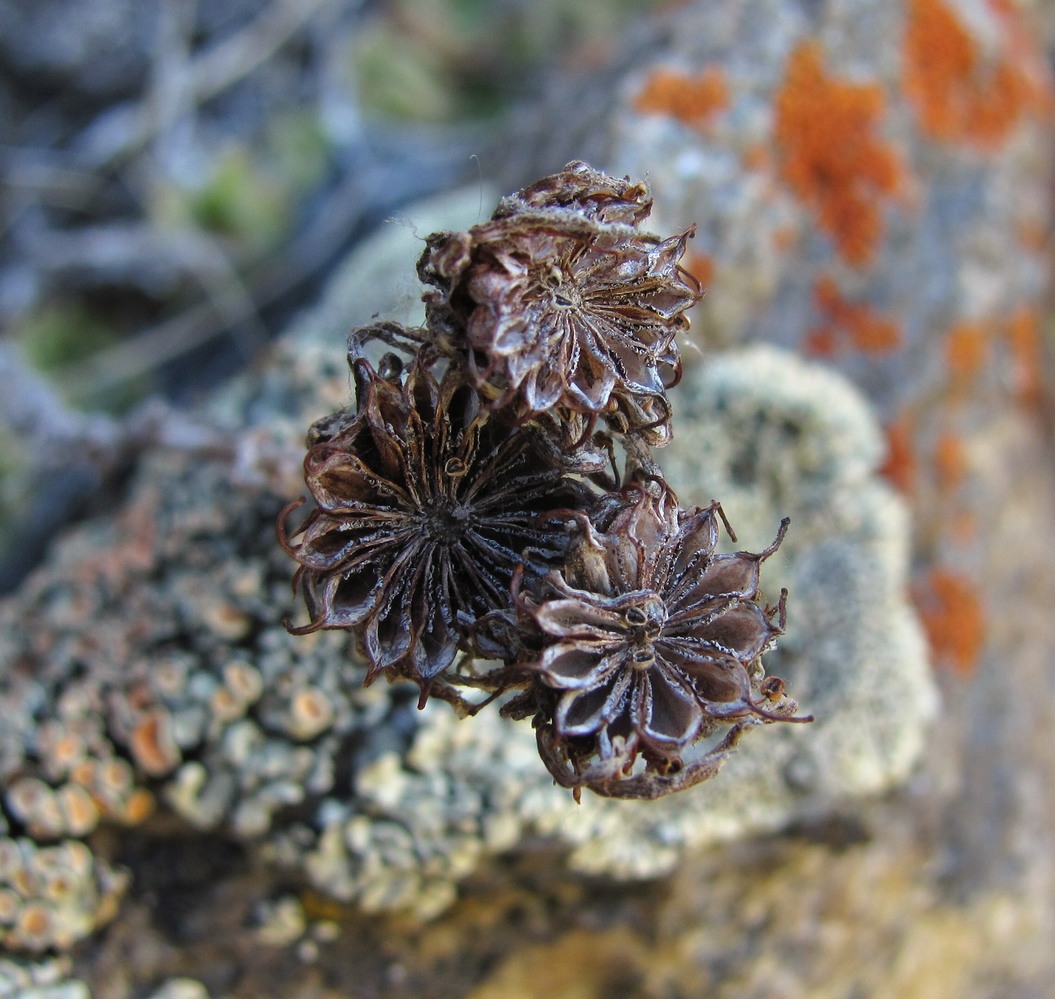 Image of Sempervivum ingwersenii specimen.