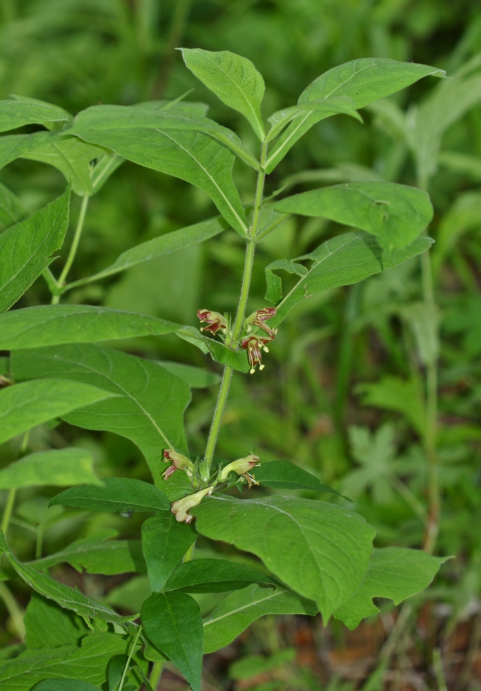 Изображение особи Triosteum sinuatum.