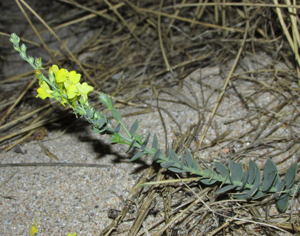 Изображение особи Linaria sabulosa.