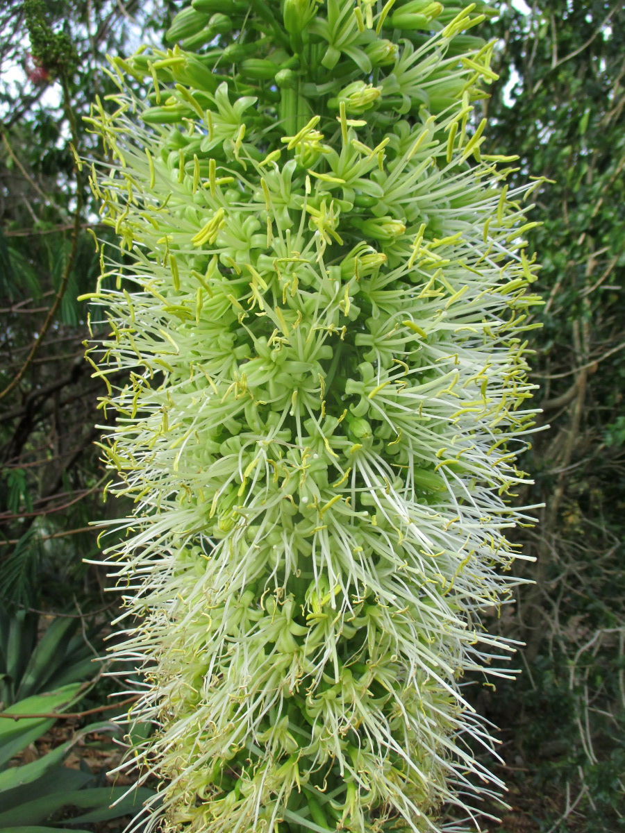 Image of Agave attenuata specimen.