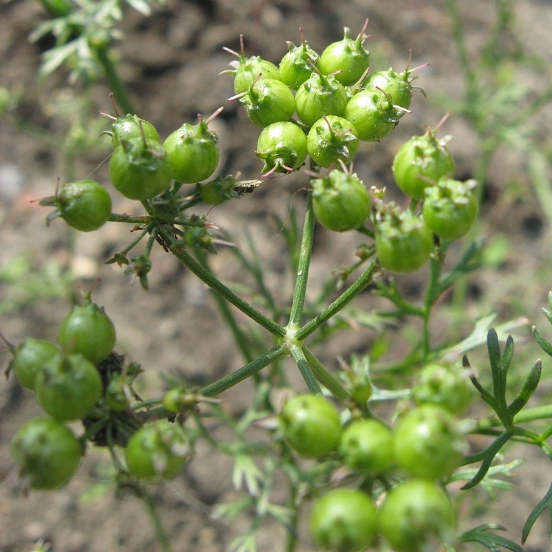 Image of Coriandrum sativum specimen.