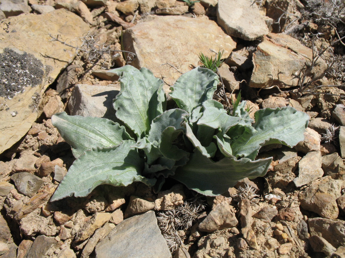 Image of Scorzonera inconspicua specimen.