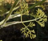 Astrodaucus littoralis