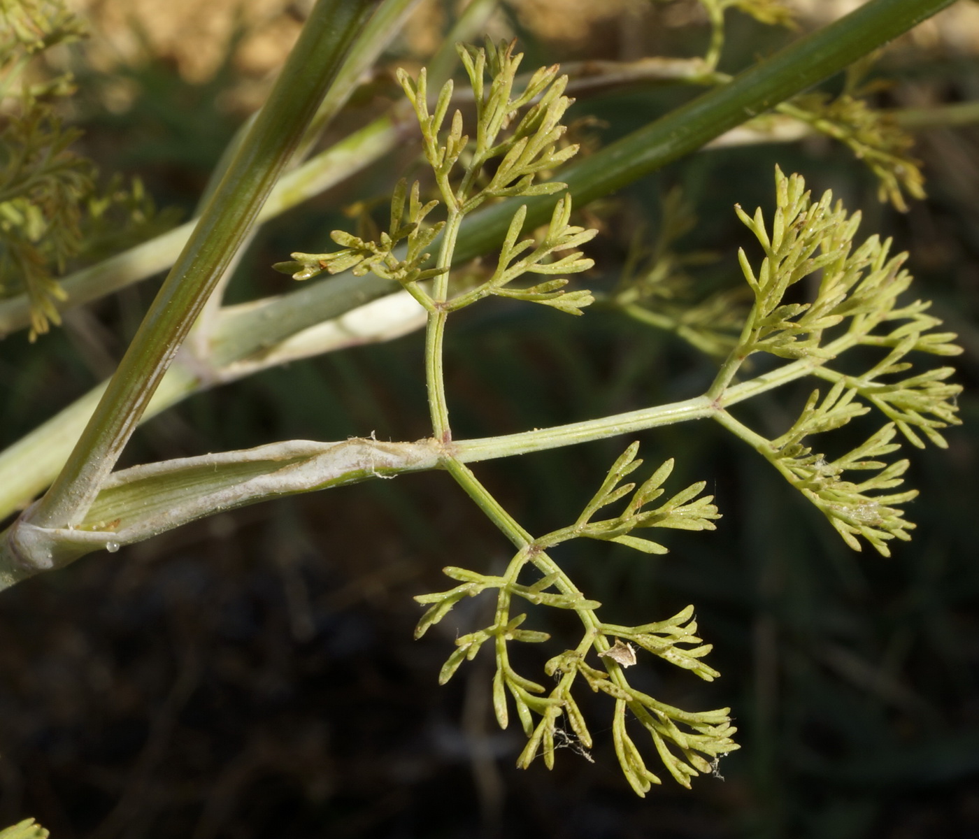 Image of Astrodaucus littoralis specimen.