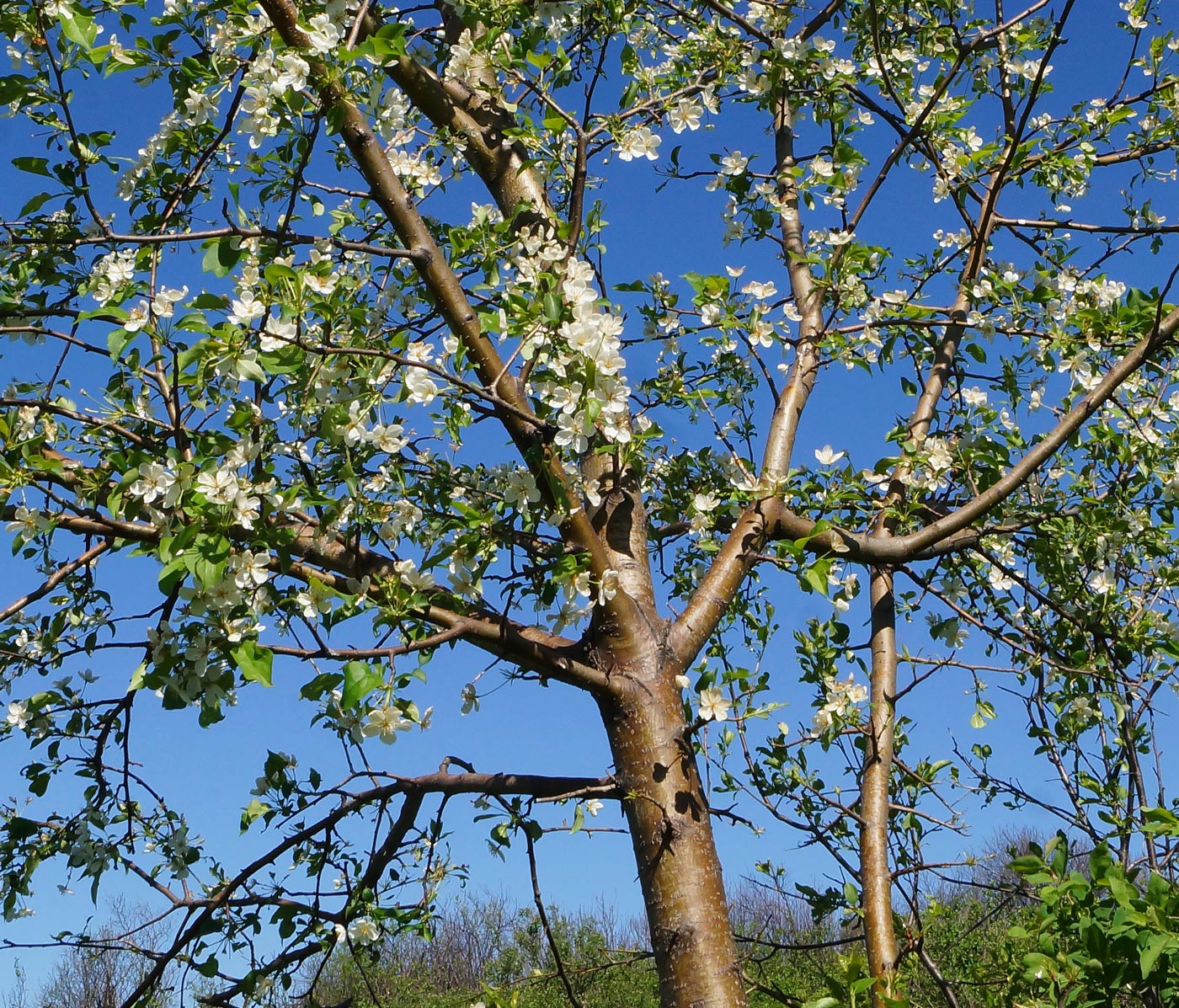 Изображение особи Malus baccata.