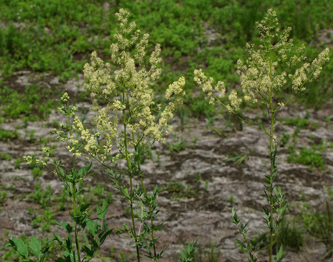 Изображение особи Thalictrum flavum.