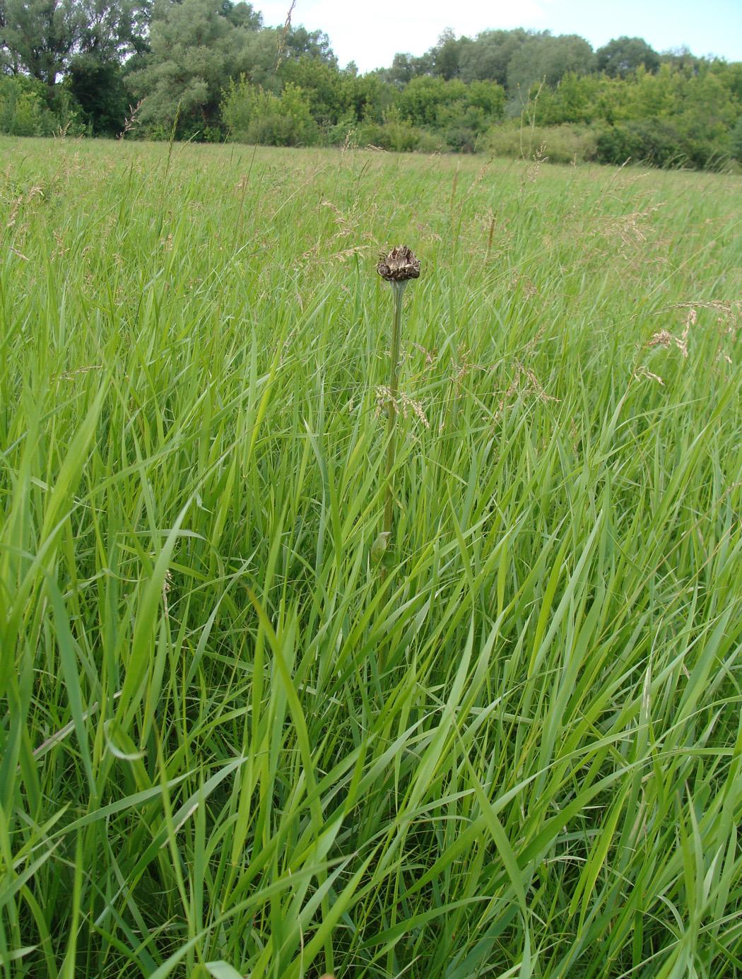 Изображение особи Stemmacantha serratuloides.