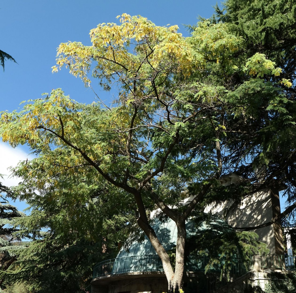 Image of Albizia kalkora specimen.