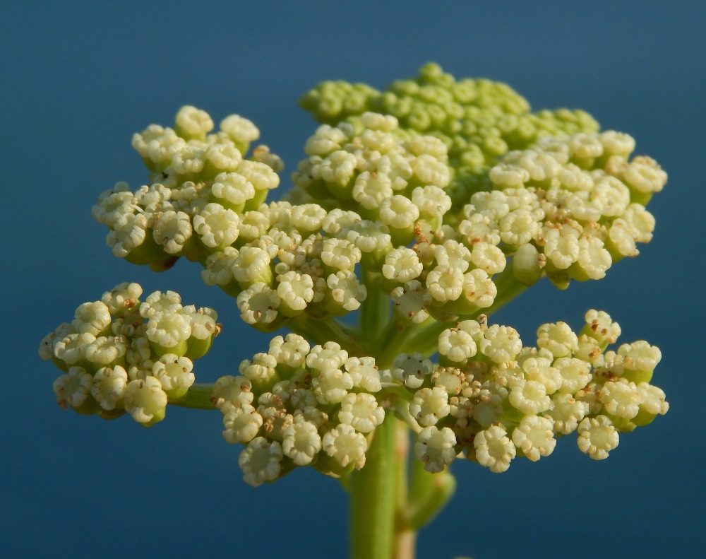 Изображение особи Crithmum maritimum.