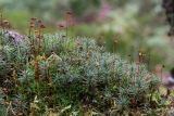 Polytrichum juniperinum. Часть куртинки с созревшими коробочками. Свердловская обл., окр. г. Заречный, урочище Черемшанское болото, на почве. 24.09.2017.