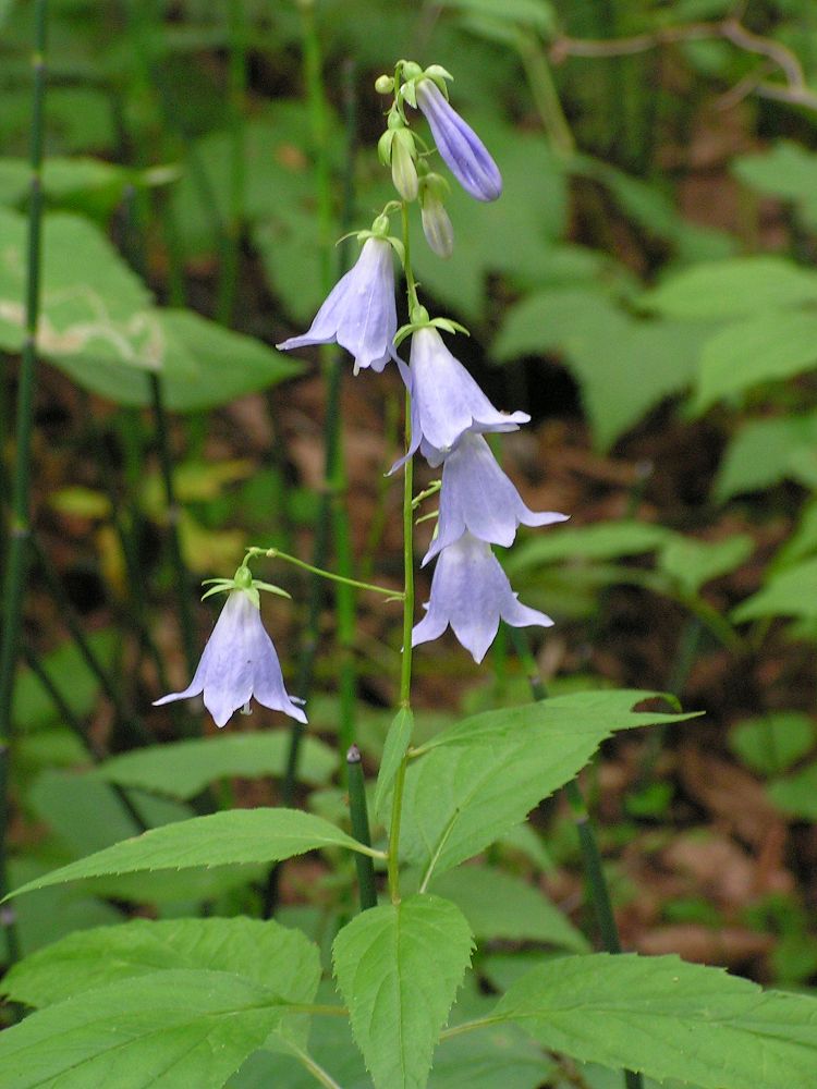 Image of Adenophora remotiflora specimen.