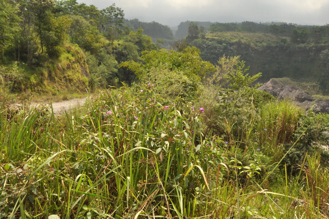 Image of familia Melastomataceae specimen.