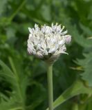 Allium kharputense