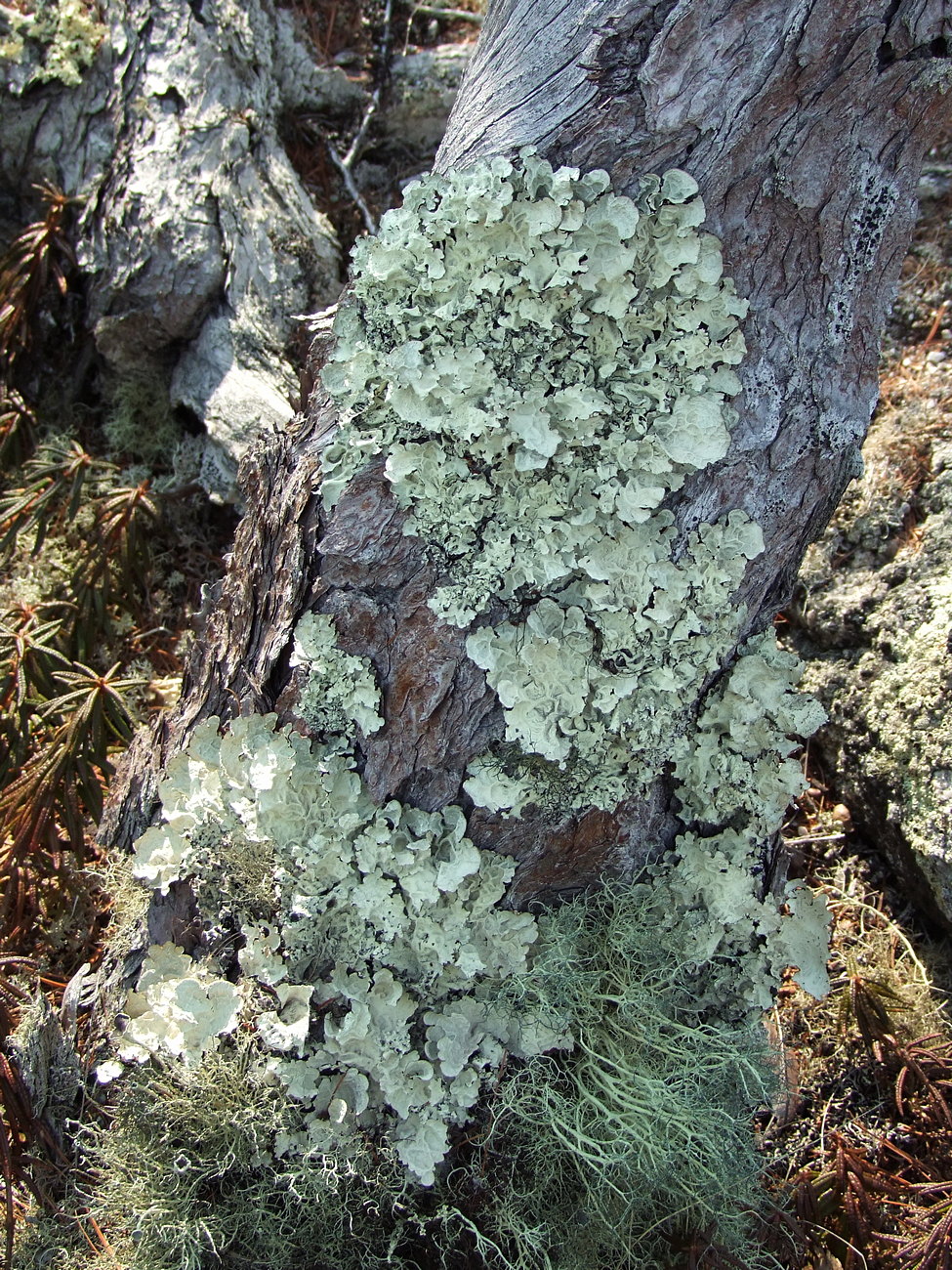 Image of Asahinea chrysantha specimen.