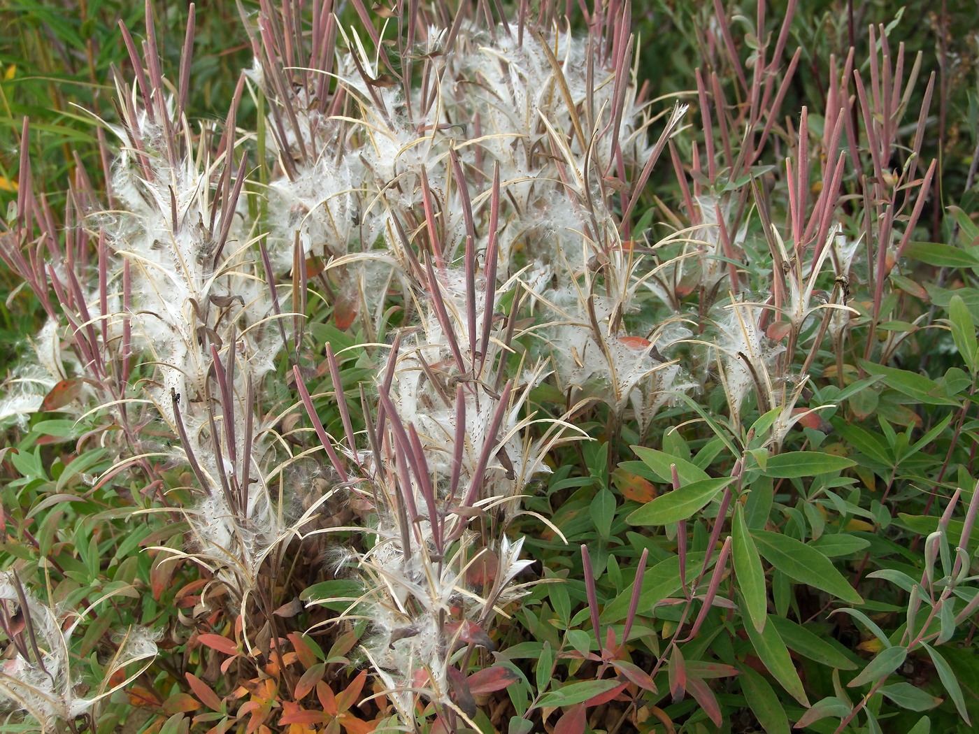 Image of Chamaenerion latifolium specimen.