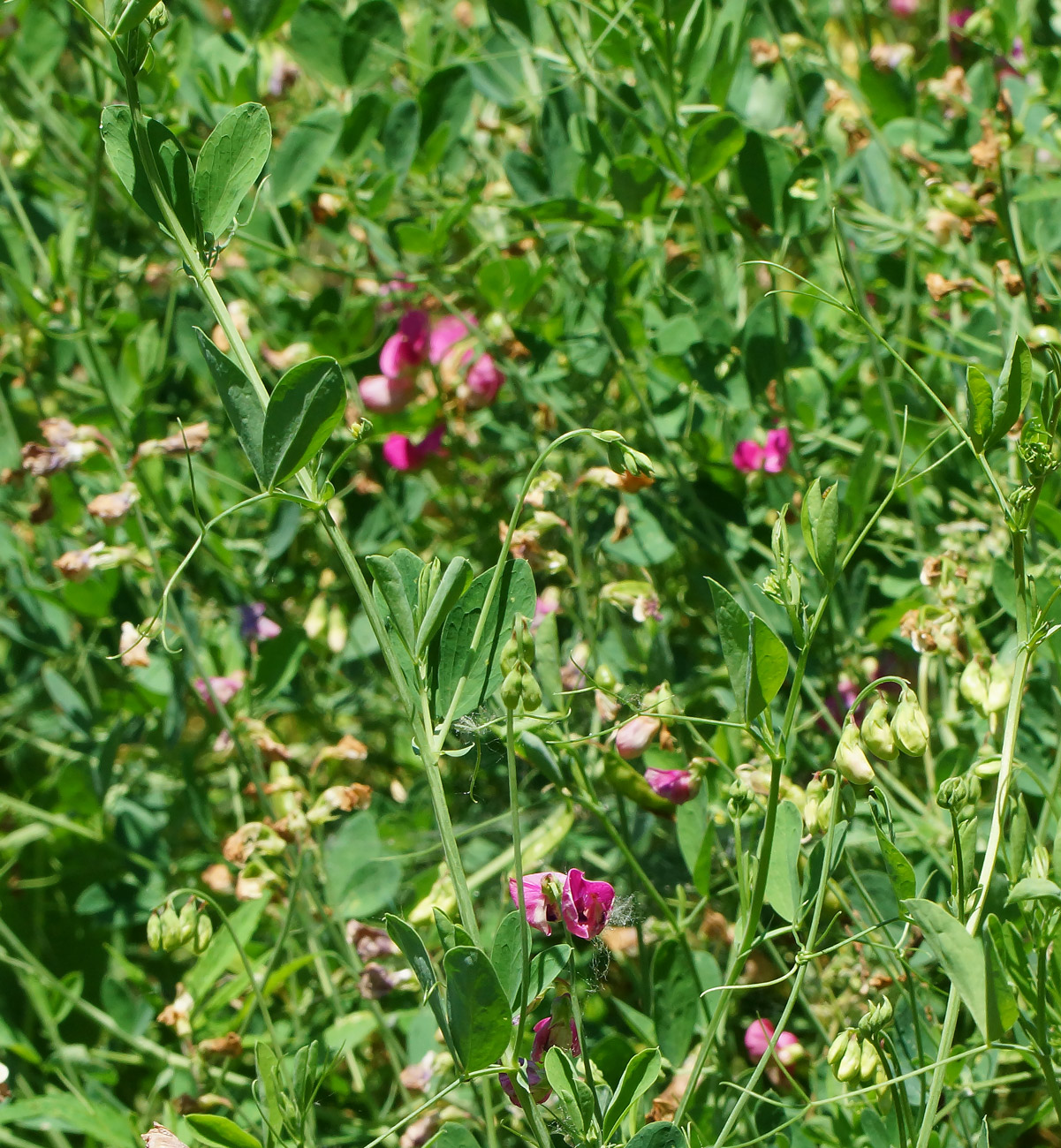 Изображение особи Lathyrus tuberosus.