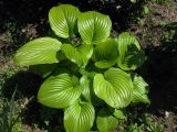 Hosta plantaginea