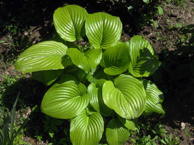 Изображение особи Hosta plantaginea.