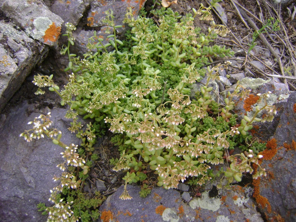 Image of Sedum album specimen.