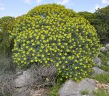 Euphorbia dendroides