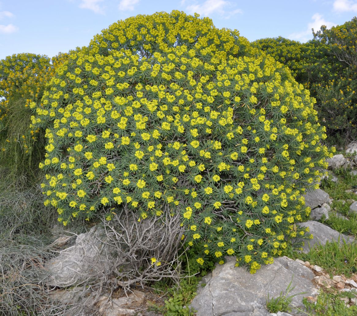 Изображение особи Euphorbia dendroides.