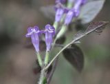 familia Lamiaceae. Цветки и повреждённый лист. Китай, провинция Хунань, городской округ Чжанцзяцзе, национальный парк Чжанцзяцзе, долина ручья Золотой Кнут. 31.03.2015.