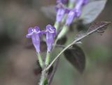 семейство Lamiaceae. Цветки и повреждённый лист. Китай, провинция Хунань, городской округ Чжанцзяцзе, национальный парк Чжанцзяцзе, долина ручья Золотой Кнут. 31.03.2015.