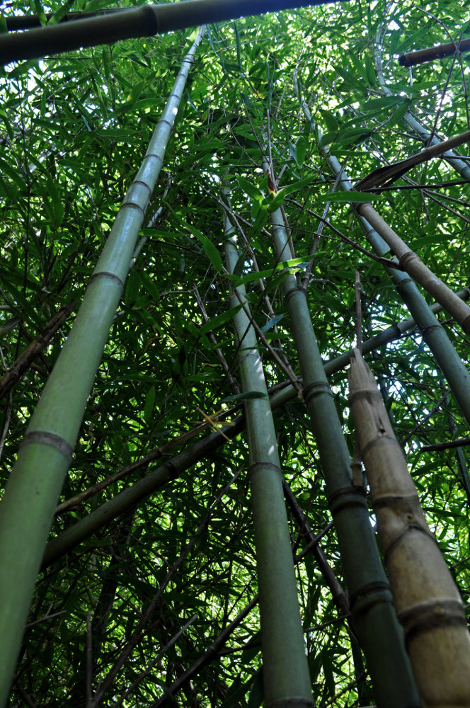 Изображение особи Phyllostachys aurea.