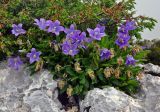 Campanula saxifraga. Цветущие растения. Адыгея, Фишт-Оштеновский массив, перевал Черкесский, ≈ 1800 м н.у.м., на скале. 07.07.2017.