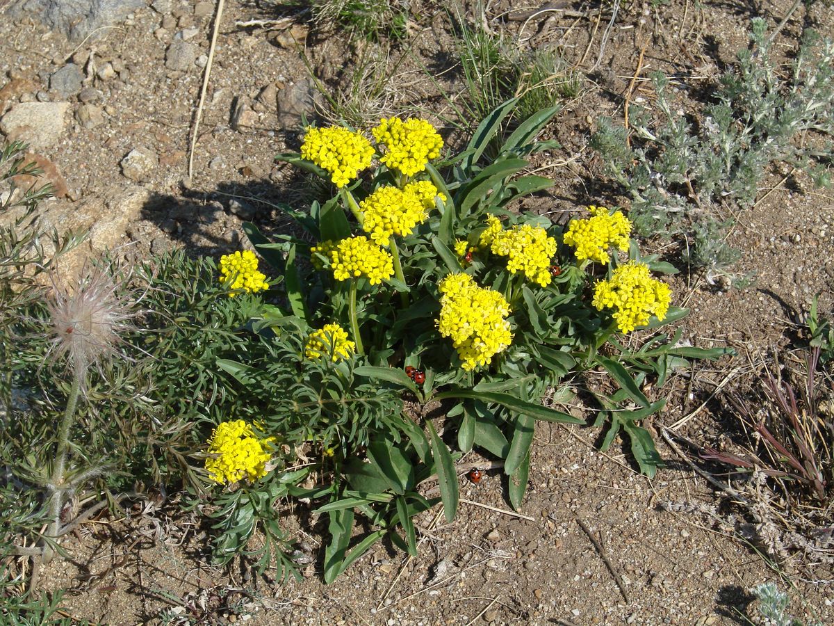 Изображение особи Patrinia sibirica.