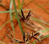 Cyperus rotundus. Часть соцветия (веточки с колосками). Израиль, г. Кирьят-Оно, пустырь. 08.03.2018.