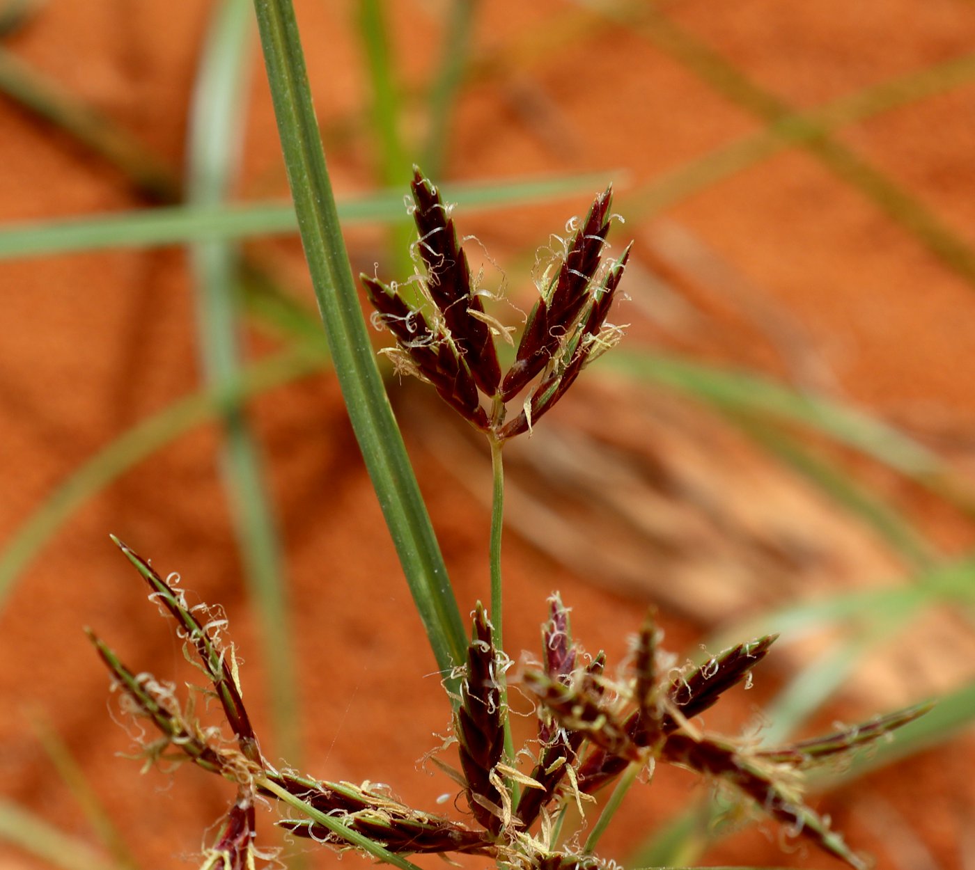 Изображение особи Cyperus rotundus.