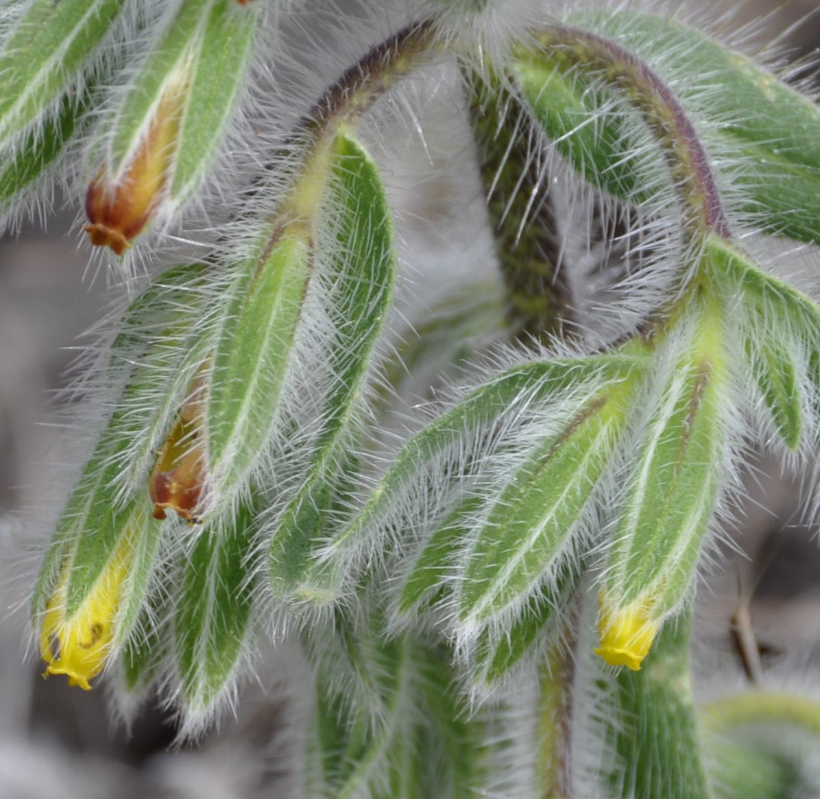 Изображение особи Onosma graeca.