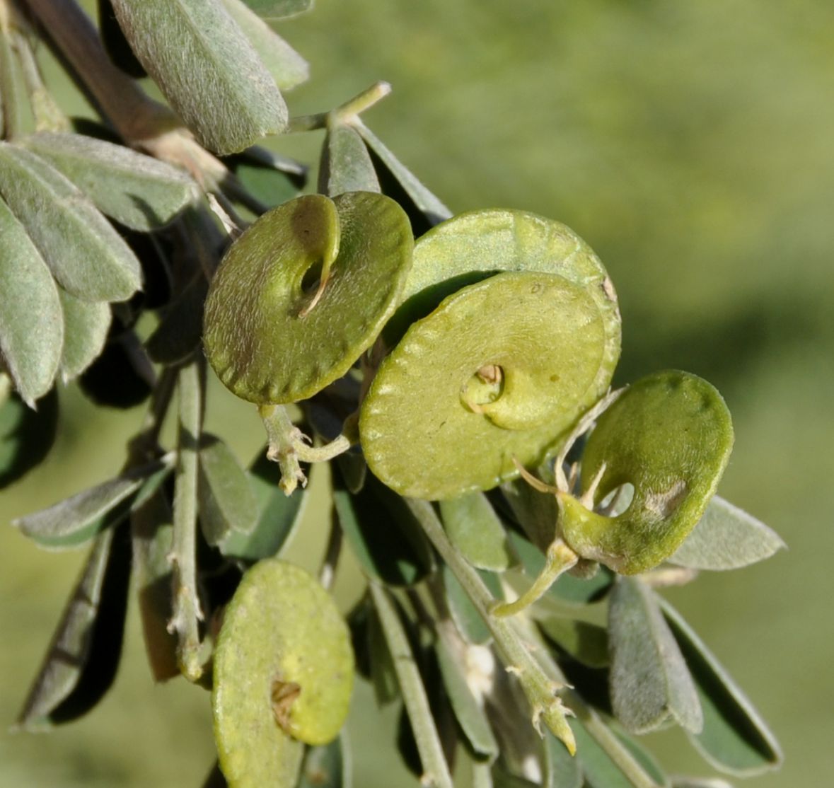 Image of Medicago arborea specimen.