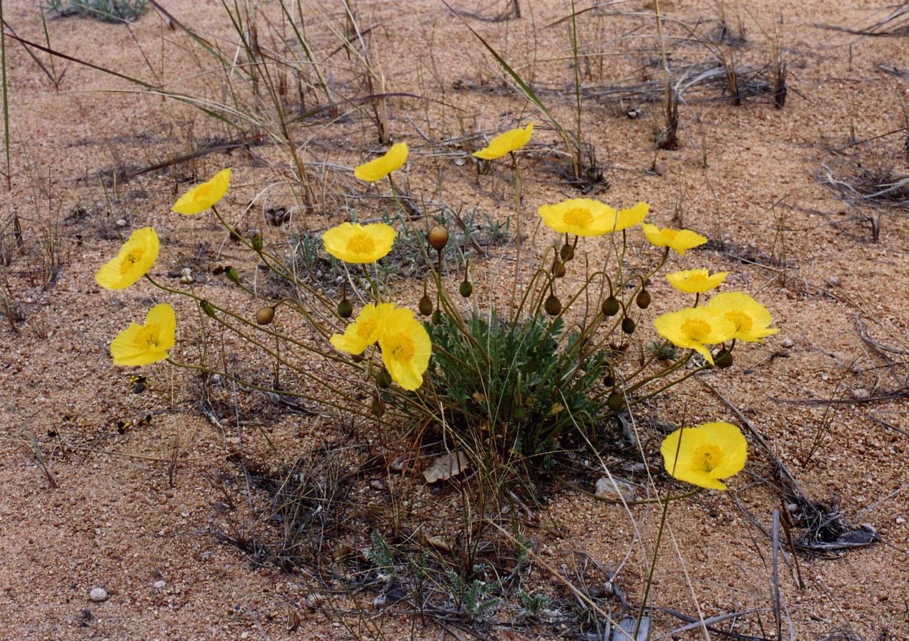 Image of genus Papaver specimen.