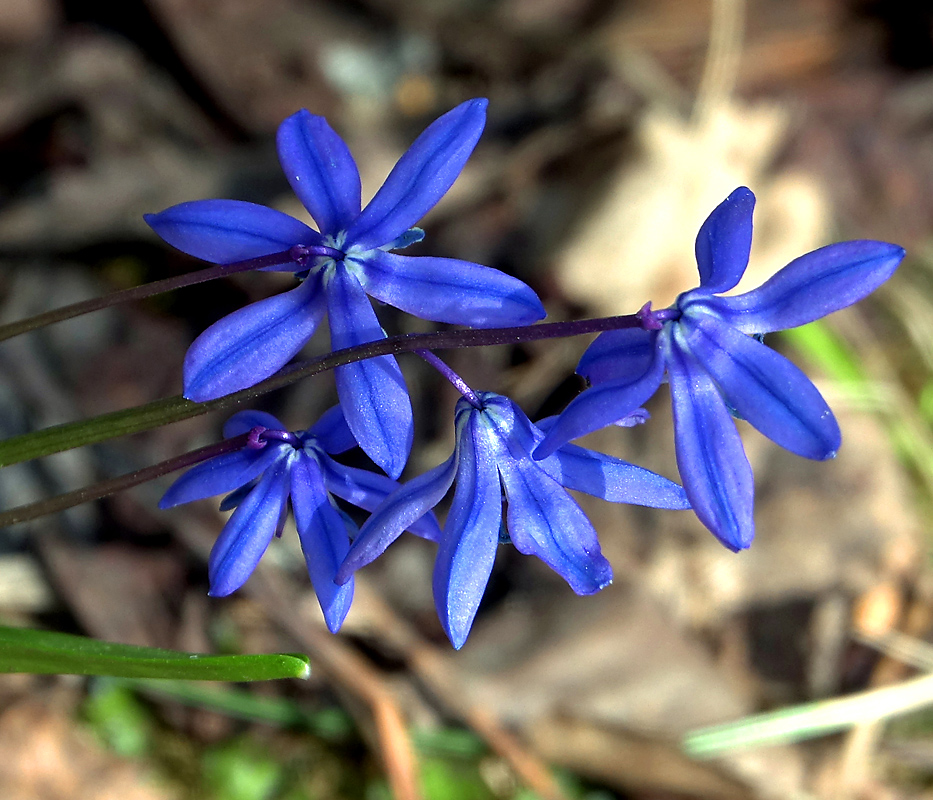 Изображение особи Scilla siberica.