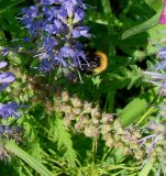 Veronica longifolia. Части соцветия с фуражирующим шмелём и соплодия. Якутия, Мирнинский р-н, окр. пос. Светлый, берег р. Вилюй. 13.07.2009.