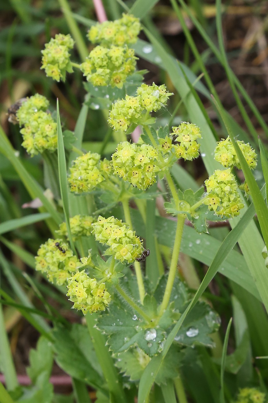 Изображение особи род Alchemilla.