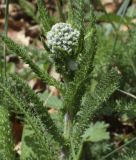 Achillea millefolium. Верхушка расцветающего растения с гнездом-пеной пенницы слюнявой (Philaenusspumarius). Испания, автономное сообщество Каталония, провинция Жирона, комарка Сельва, муниципалитет Сускеда, окр. деревни Сант-Марти-Сакальм, 835 м н.у.м., возле ограждения выгона. 08.05.2018.